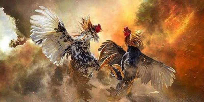 kham-pha-da-ga-mien-trung-1